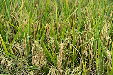 打校花屁股:校园暴力:校花被打引深思-2