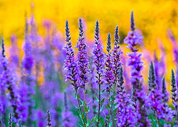 五月丁香花婷婷:春意盎然,丁香花绽放-1